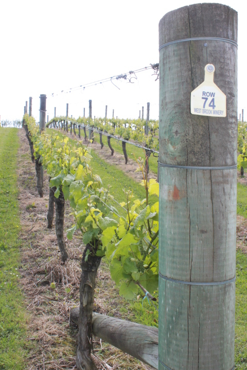 Pinot Gris vines at Westbrook vineyard New Zealand