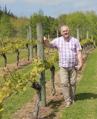 Westbrook vineyard in West Auckland New Zealand