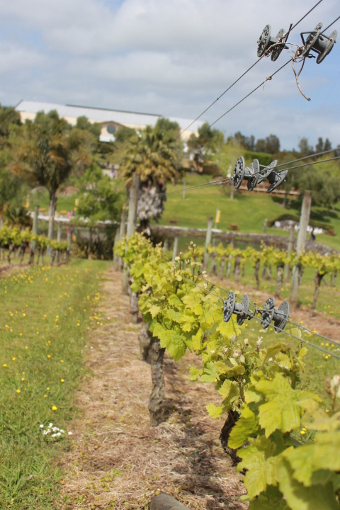 Vines in Westbrook vineyard in West Auckland New Zealand