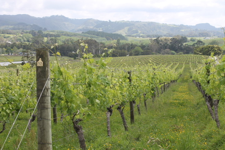 Vines in Matakana Estate vineyards New Zealand