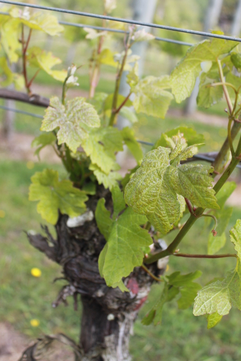 Vine at westbrook Winery NZ