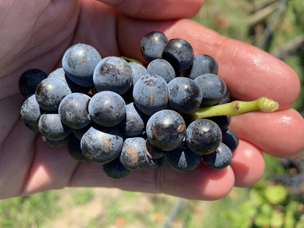 pinot noir grapes