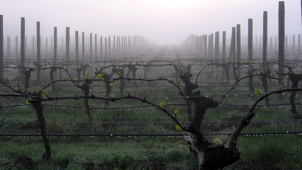 Fromm vineyard
