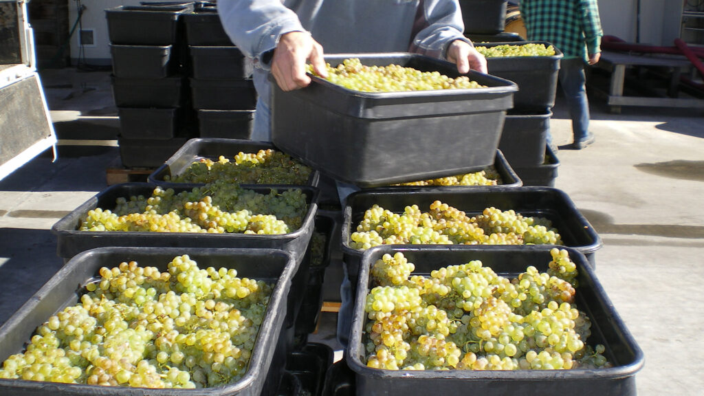 Grapes at Fromm