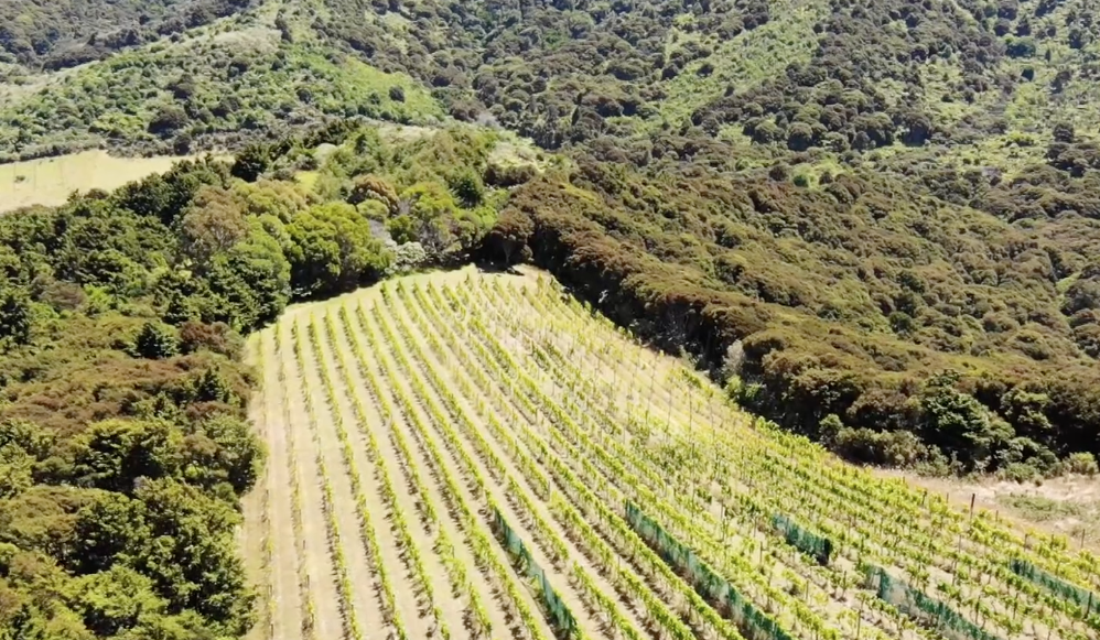 Awaroa vineyards