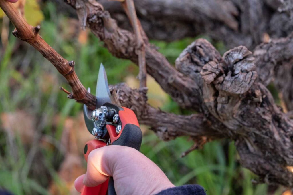 Organic Hill pruning