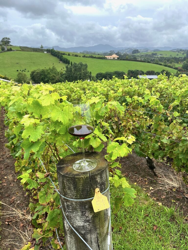 View over Gillman estate vineyard