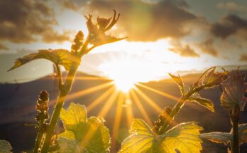 Central Otago organics