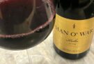 Man O’War Kulta ‘Totto’ 2019