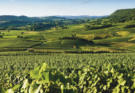 Around the world in 80 grapes – Savagnin